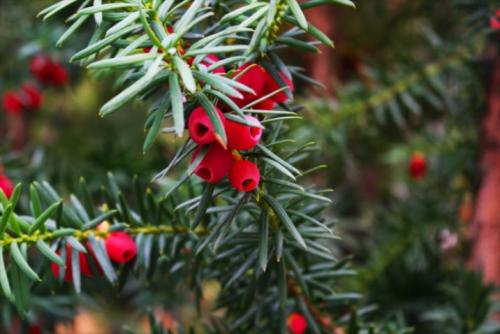 「イチイ」の果実